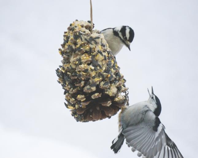 Pinecone Feeder