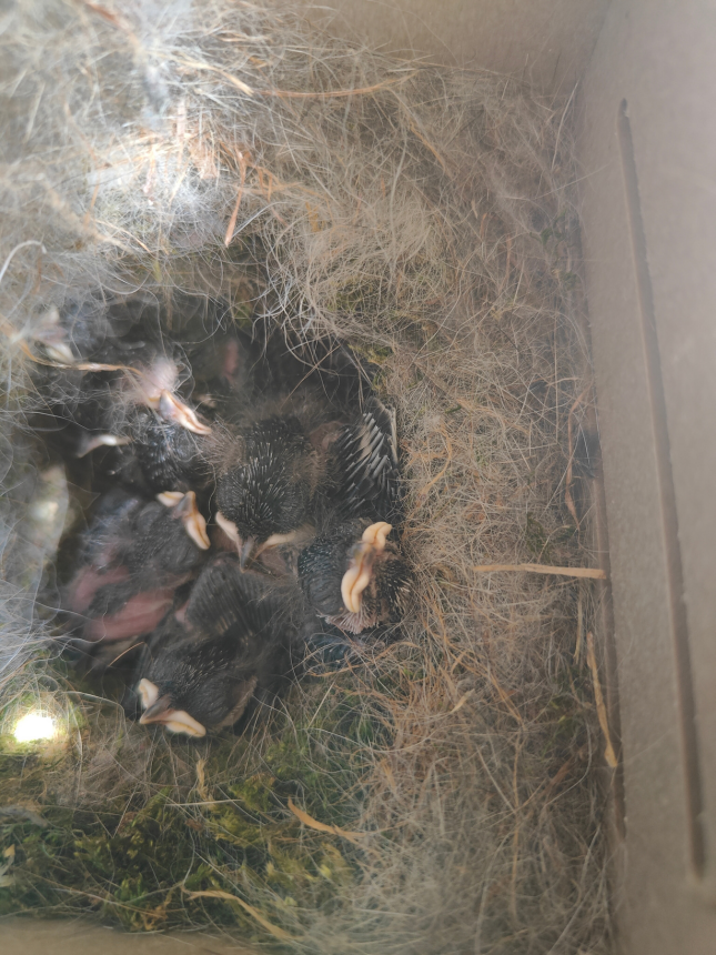 Black-capped Chickadee nestlings