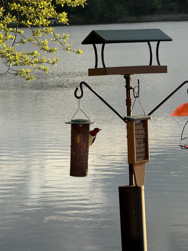 Red-headed Woodpecker on a suet cylinder feeder