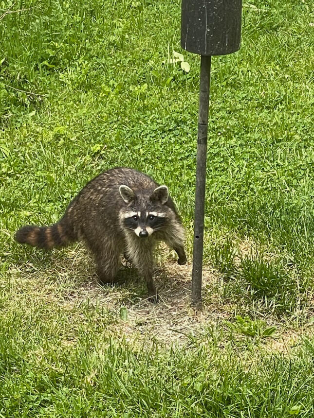 Mother raccoon and kits under backyard feeders