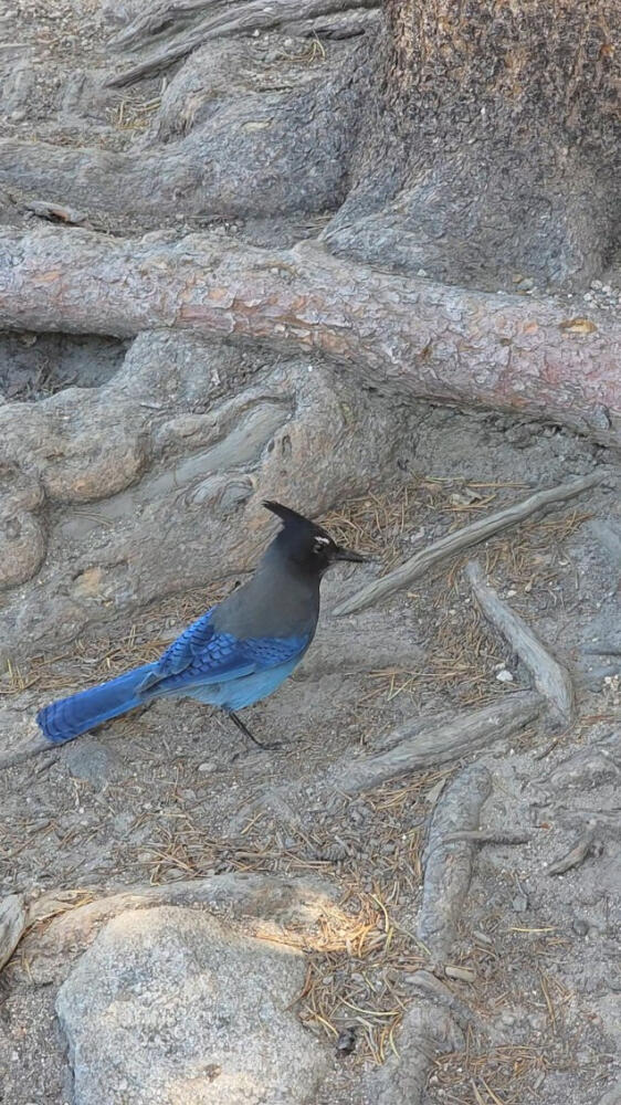 Steller's Jay