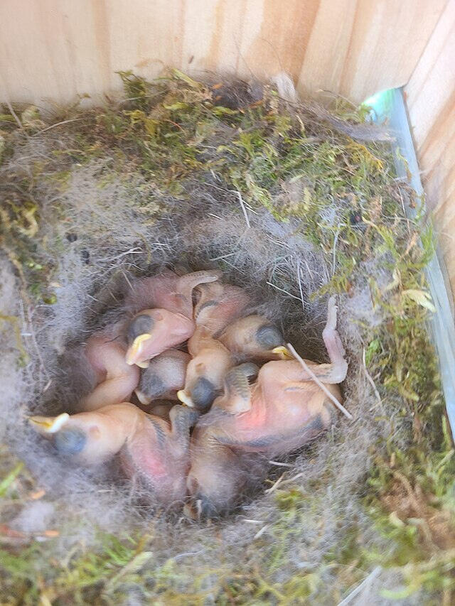 Hatchlings