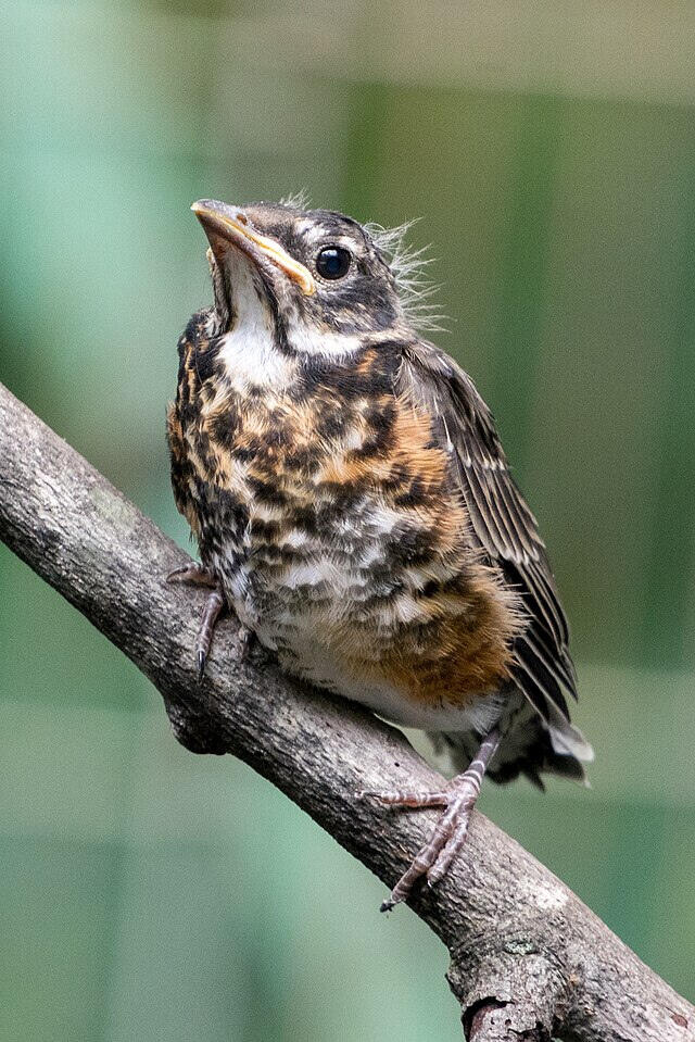 Fledgling American Robin