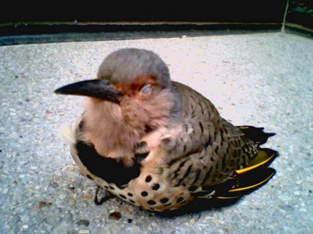 Injured Northern Flicker