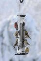 Finch Feeder Winter