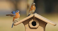 Bluebirds on Ecotough House